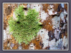 Flechten am Baum