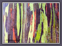 Regenbogen Eukalyptus Baum