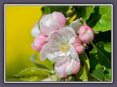 Baumblüten - Apfelblüten