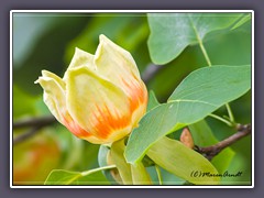 Baumblüten - Tulpenbaum