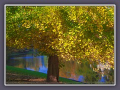 Bremen - Gingkobaum in den Wallanlagen