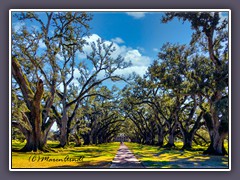 Eichenallee Oak Alley Plantation - Louisiana