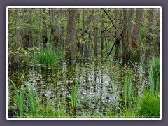 Frühling im Darßer Urwald