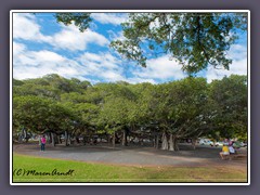 Hawaii Maui - 3000 qm Banyanbaum vor dem  Lahaina Courthouse