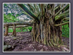 Hawaii Maui - Banyanbaum auf dem Pipiwai Trail