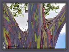 Hawaii Oahu - A Tree of many Colours