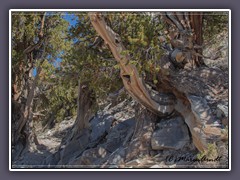 Kalifornien - Ancient Bristlecone Pine Forest - White Mountains