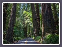 Kalifornien - Avenue of the Giants