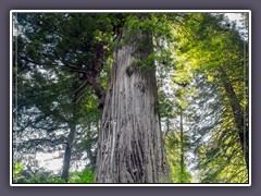 Kalifornien - Big-Tree im Redwood State Park