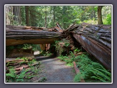 Kalifornien - im Küstenredwoodwald - gefallene Riesen