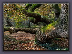 Kratteichen am Holzberg Wilstedt- Buchholz