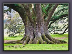 Live Oak - Lebenseiche in Louisiana - Oak Alley Plantation