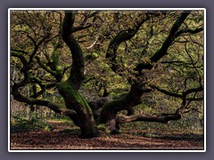 Magischer Mythos im Wald bei Wilstedt