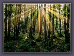 Sonnenlicht im Darßer Urwald