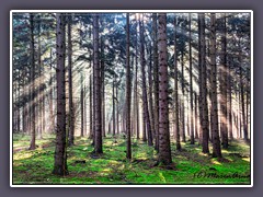 Sonnenstrahlen im Garlstedt Kiefernwald