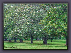 South Carolina - Magnolienallee