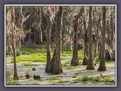 South Carolina - Sumpfzypressen