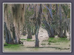 South Carolina - Sumpfzypressen - Taxodium distichum