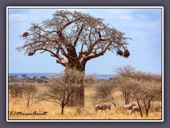 Tanzania - Baobab - Adansonia digitata