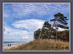 Windflüchter - Darßer Weststrand