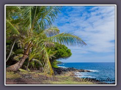 Am Highway 137 im Lower Puna District