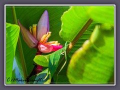 Bananenblüte - Musa ornata