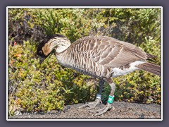 Branta sandvicensis nahezu ausgestorben und vor 50 Jahren wieder ausgewildert aus Nachzucht in Gefangenschaft