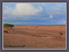 Farmland am South Point