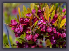 Florida Hopbush blüht auf dem Mauna Loa - Dodonaea viscosa