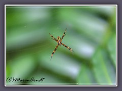 Garden Spider