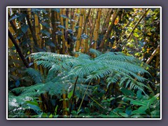 Giant Tree Farn Riesenblätter vor Bambus im Botanischen Garten Hilo