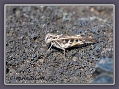 Grashopper auf Lava