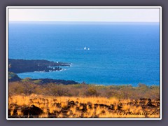 Kona Highway - Buckelwale - Walewatching 