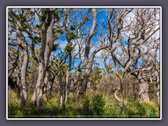 Mauna Loa Vulkan Wald