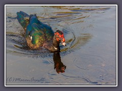 Muscovy Duck - Black Sand Beach