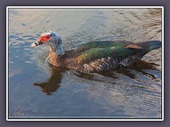 Muscovy Duck