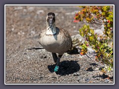 Nene Hawaii Gans im Volcanoes National Park