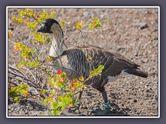 Nenes leben nur auf Hawaii