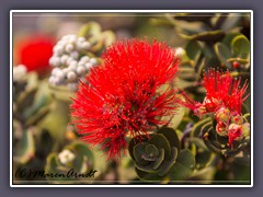 Ohia Lehua Tree im Volcanoes NP