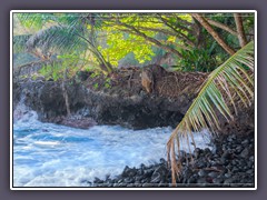 Onomea Bay am Scenic Drive an der Hamakua Coast