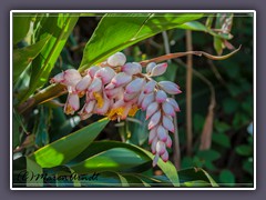 Shell Ginger Blüte Alpinia - Zerumbet