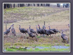 Wildlife Puten an der Saddle Road