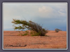 Windflüchter am South Point