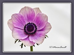 Anemone