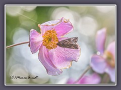 Anemone  - Anemone hupehensis mit Gammaeule