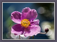 Anemone japonica - Herbstanemone