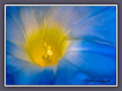 Blaue Prunkwinde - Ipomoea tricolor