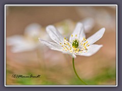 Buschwindröschen