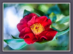 Camelia im Licht