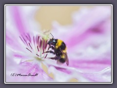 Clematis ist lecker